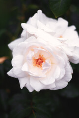 Obraz na płótnie Canvas Blooming white roses in a garden