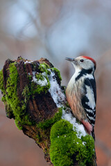 Middelste Bonte Specht, Middle Spotted Woodpecker, Leiopicus medius