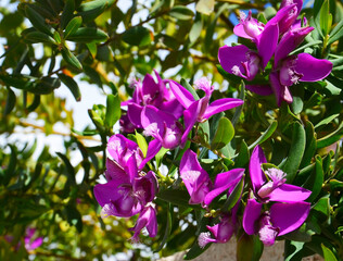 Polygala myrtifolia common names Bellarine pea,Myrtle-leaf milkwort, Parrot bush,Polygala,September bush is an evergreen shrub native to southern Africa.Garden ornamental plants.