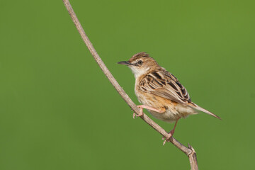 Zitting Cisticola, Graszanger, Cisticola juncidis ssp. cisticola