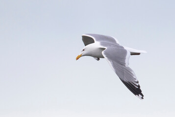 Vegameeuw, Vega Gull (Mongolian), Larus vegae mongolicus