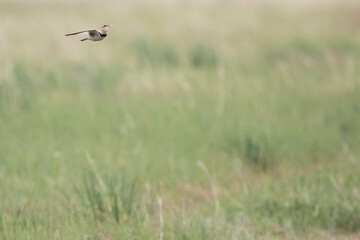 Mongolian Lark, Melanocorypha mongolica