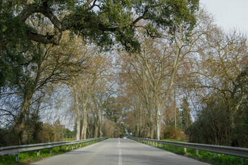 Fototapeta premium Autumn#2