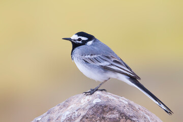 Marokkaanse Kwikstaart, Moroccan Wagtail, Motacilla subpersonata