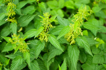 Close-up of Stinging Nettle - Urtica dioica - plants in bloom. Detail of green nettle leaves background growing in the garden. Organic farming, healthy food, BIO viands, back to nature concept.