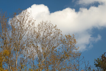 Poplar Branches, Decorated with Golden Autumn Foliage, Formed A Kind of Relief Picture Against The...