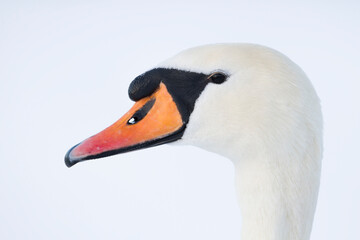 Knobbelzwaan, Mute Swan, Cygnus olor