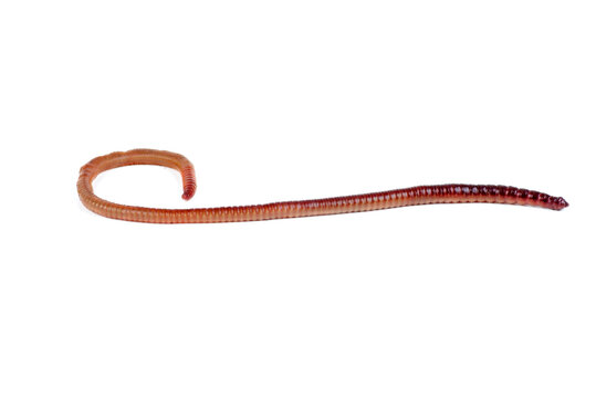 Live earthworm isolated on white background