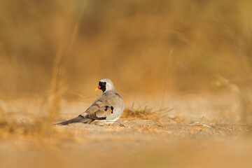 Zwartmaskerduif, Namaqua Dove, Oena capensis capensis