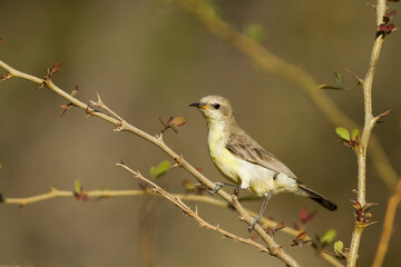 Nile Valley Sunbird, Anthodiaeta metallica
