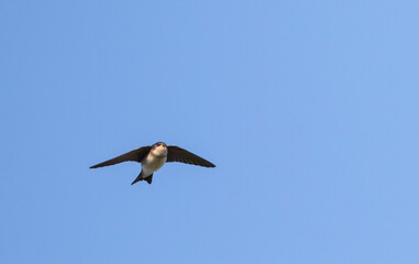 Huiszwaluw, Common House Martin, Delichon urbicum