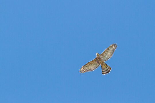 Havik, Northern Goshawk, Accipiter gentilis