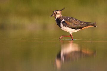 Kievit, Northern Lapwing, Vanellus vanellus