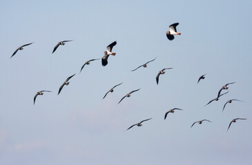 Kievit, Northern Lapwing, Vanellus vanellus