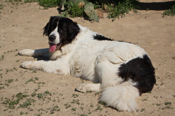 Landseer dog in Austria, Europe

