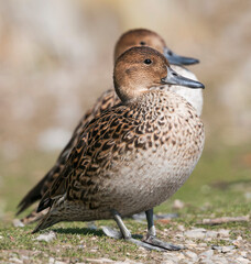 Northern Pintail, Pijlstaart, Anas acuta