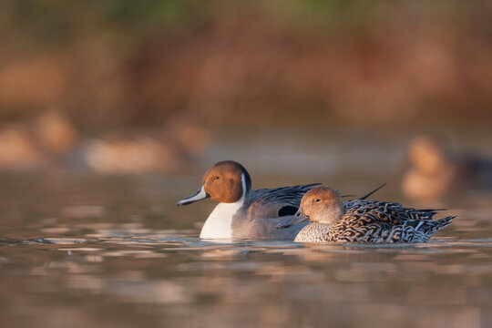 Northern Pintail, Pijlstaart, Anas acuta - Powered by Adobe