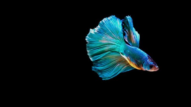 Siamese fighting fish (Betta splendens)