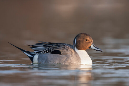 Northern Pintail, Pijlstaart, Anas acuta