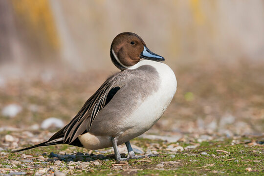 Northern Pintail, Pijlstaart, Anas acuta