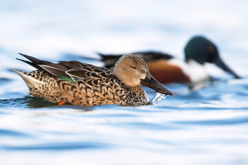 Slobeend, Northern Shoveler, Anas clypeata