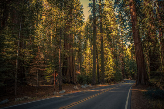 Sequoia National Park Scenic Route