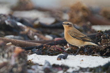 Tapuit, Northern Wheatear, Oenanthe oenanthe