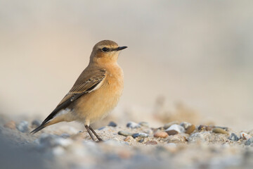 Tapuit, Northern Wheatear, Oenanthe oenanthe
