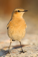 Tapuit, Northern Wheatear, Oenanthe oenanthe