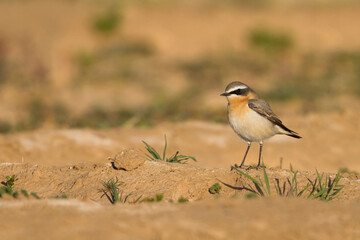 Tapuit, Northern Wheatear, Oenanthe oenanthe