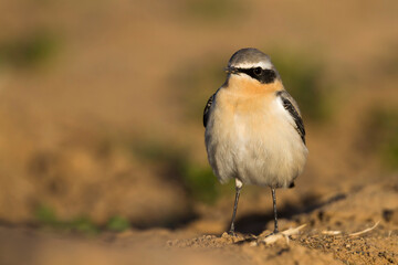 Tapuit, Northern Wheatear, Oenanthe oenanthe