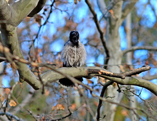 disheveled crow-artist with rapture performs the autumn aria