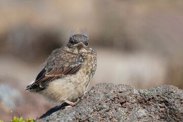 Northern Wheatear, Tapuit, Oenanthe oenanthe ssp. leucorhoa