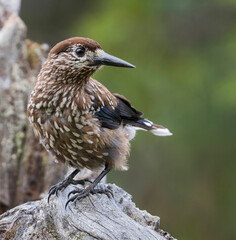 Notenkraker, Nutcracker, Nucifraga caryocatactes caryocatactes