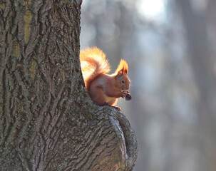 squirrel on a branch eating a delicious nut
