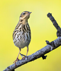 Siberische Boompieper, Olive-backed Pipit, Anthus hodgsoni yunnanensis