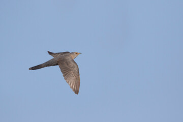 Boskoekoek, Oriental Cuckoo, Cuculus saturatus optatus