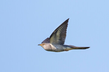 Boskoekoek, Oriental Cuckoo, Cuculus saturatus optatus