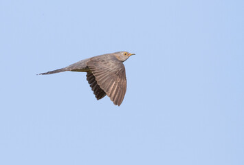 Boskoekoek, Oriental Cuckoo, Cuculus saturatus optatus