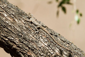 Oriental garden Lizard, Calotes versicolor