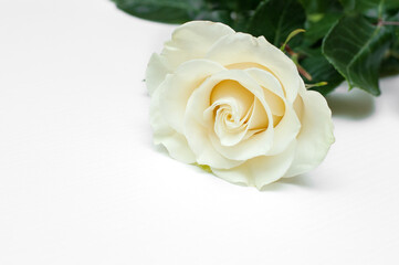White rose on a white background.