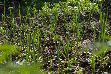 picture of small sapling of garlic in field