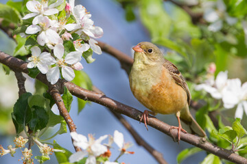 Ortolaan, Ortolan Bunting, Emberiza hortulana