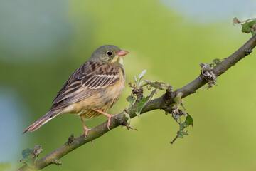 Ortolaan, Ortolan Bunting, Emberiza hortulana