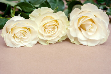 White roses on a neutral background. Place for text