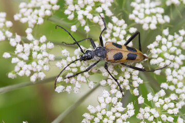 Pachyta quadrimaculata