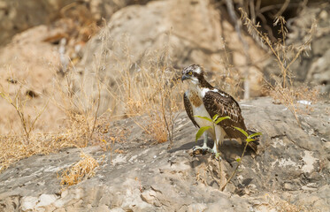 Osprey, Pandion haliaetus;