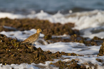 Aziatische Goudplevier, Pacific Golden Plover, Pluvialis fulva