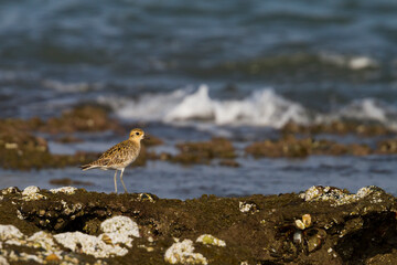 Aziatische Goudplevier, Pacific Golden Plover, Pluvialis fulva