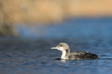 Pacifische Parelduiker, Pacific Loon, Gavia pacifica